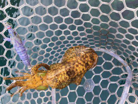 久通エギング！