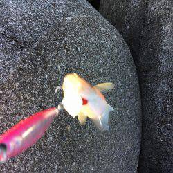 ランガンソルティング