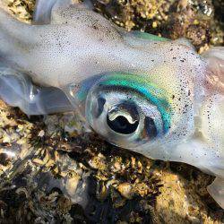 めちゃ久々のヤエン。