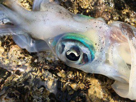 めちゃ久々のヤエン。