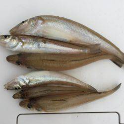 キスが釣りたい