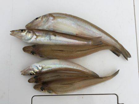 キスが釣りたい