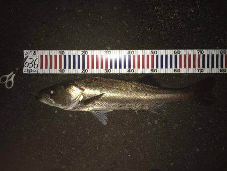 バイブレーション