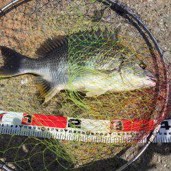 エビ撒き釣り！