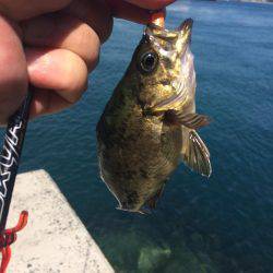 来島・小島で惨敗、、、