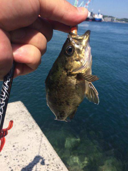 来島・小島で惨敗、、、
