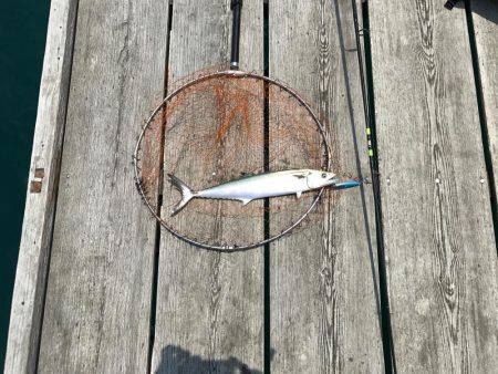 筏釣りでアジ・サゴシ