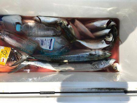 小浜の筏でアジ。ハマチ痛恨のバラシ