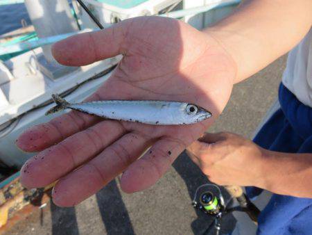 噂の勝浦港は小物ばかり・・・