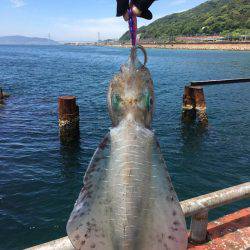 通った甲斐がありました、春イカ