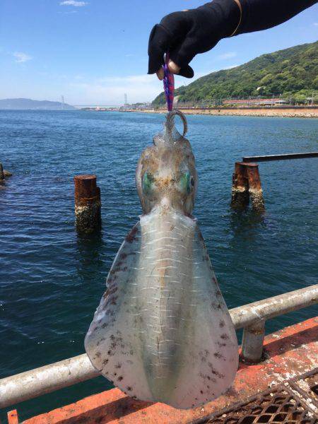 通った甲斐がありました、春イカ