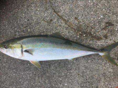 シーバス狙いのはずが