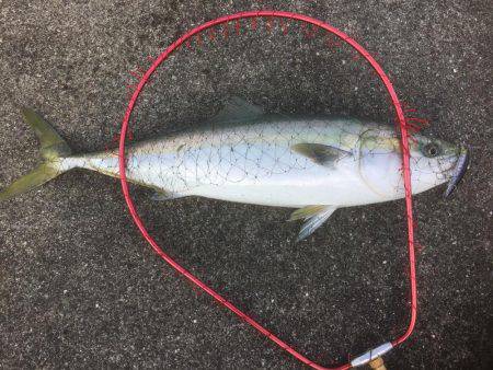 またまたシーバス狙いが