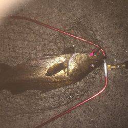 またまたシーバス