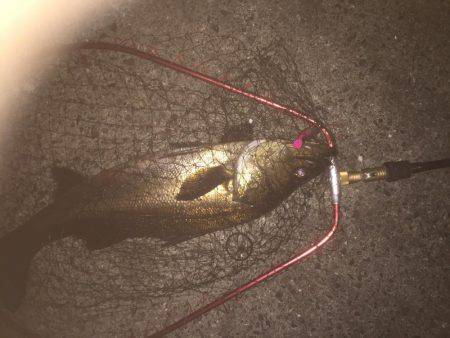 またまたシーバス