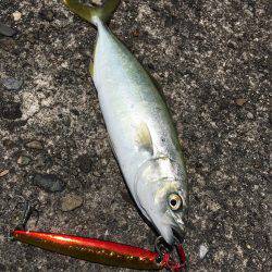 ライトショアジギング