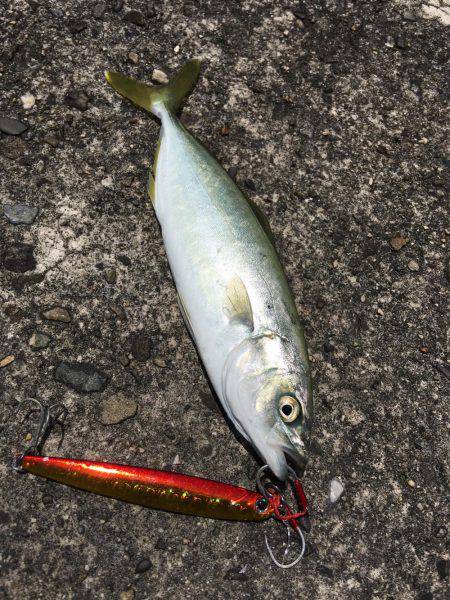 ライトショアジギング