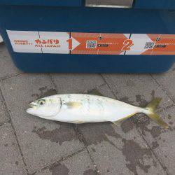 ツバス4バイト2ゲット!