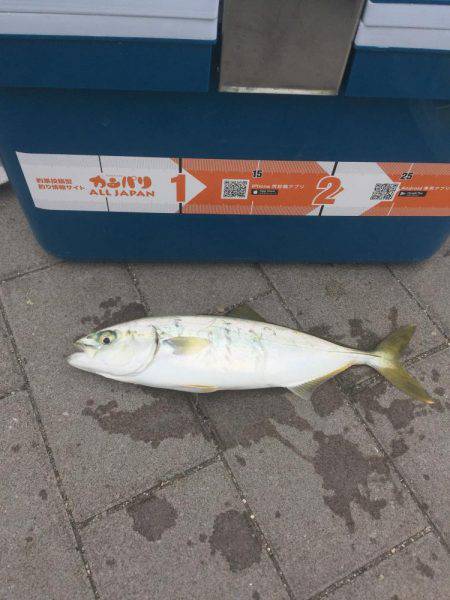 ツバス4バイト2ゲット!