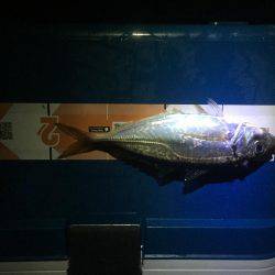 サイズちょい上がってきたかな