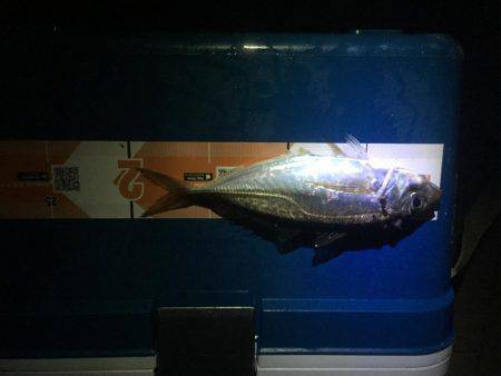 サイズちょい上がってきたかな