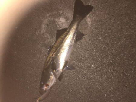 またまた仕事前に朝練シーバス