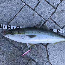 翼港で初のブリ