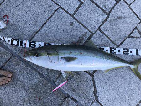 翼港で初のブリ