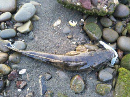 那賀川河口でマゴチ