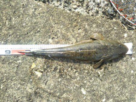 阿南市の辰巳でマゴチ