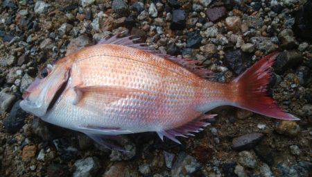 投げ釣りでタイ！！！