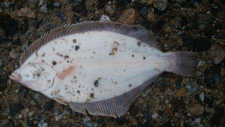 少し遅いカレイ！？