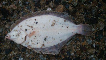 少し遅いカレイ