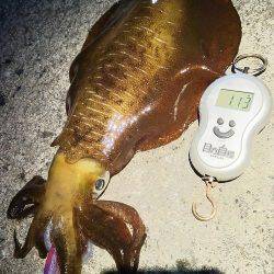 魚の活性は低かった