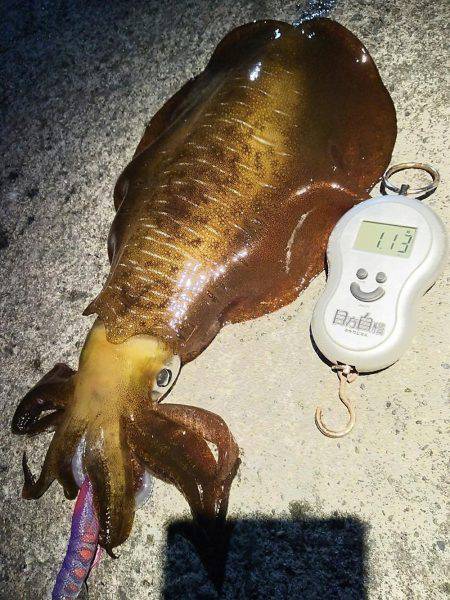 魚の活性は低かった