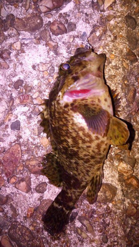 本命はどこに？？