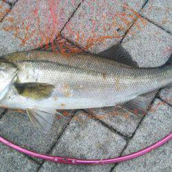 ツバスはお留守？