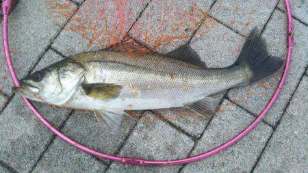 ツバスはお留守？