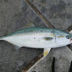 ツバス祭りです！