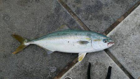 ツバス祭りです！