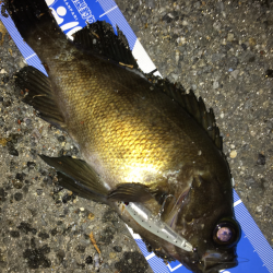 メバルプラッキング遠征