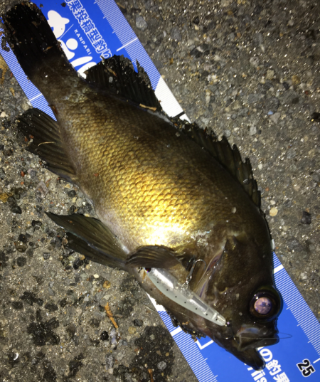 メバルプラッキング遠征