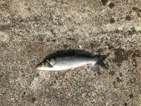 アオリ狙いが…