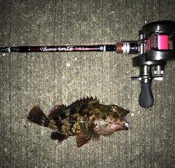 バチメバル調査