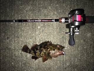 バチメバル調査