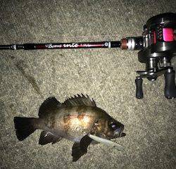 雨の前のバチメバル調査