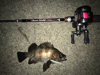 雨の前のバチメバル調査