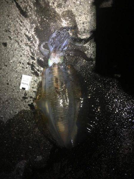 強風で夜まで我慢の釣り