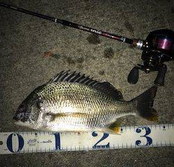 メバルがダメならチニングで