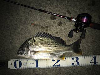 メバルがダメならチニングで